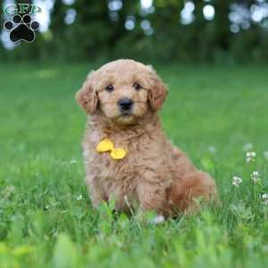 Bentley, Goldendoodle Puppy